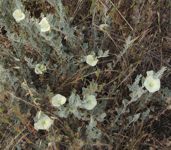 Detailed Picture 5 of Calystegia collina ssp. venusta