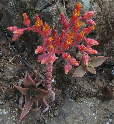 Detailed Picture 6 of Dudleya lanceolata