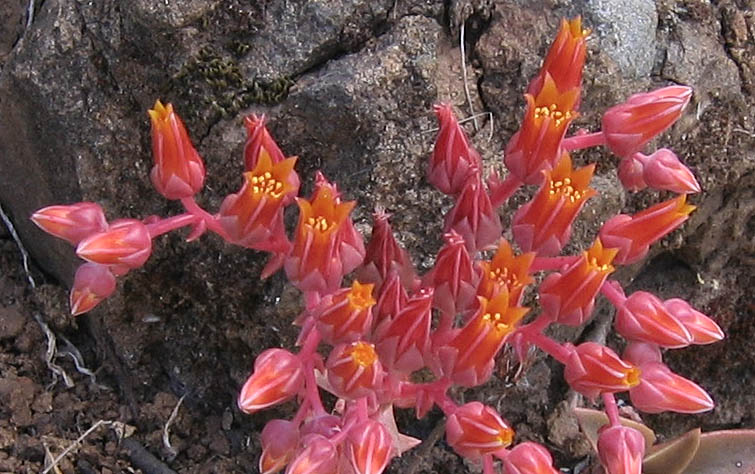 Detailed Picture 4 of Dudleya lanceolata