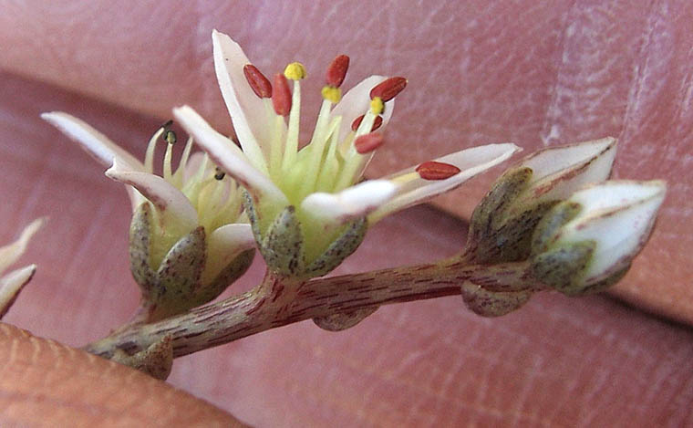 Detailed Picture 2 of Dudleya blochmaniae ssp. blochmaniae