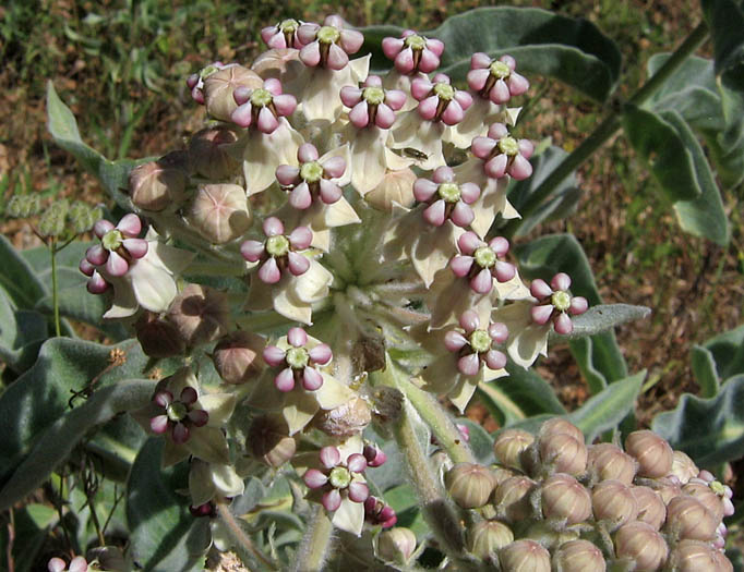 Detailed Picture 4 of Asclepias eriocarpa