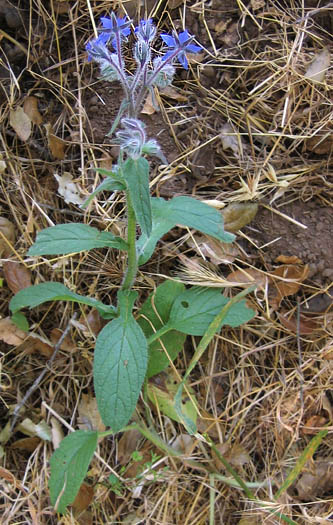 Detailed Picture 5 of Borago officinalis