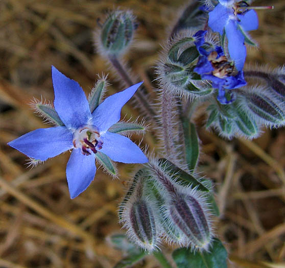 Detailed Picture 4 of Borago officinalis