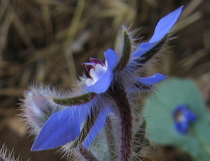 Detailed Picture 3 of Borago officinalis