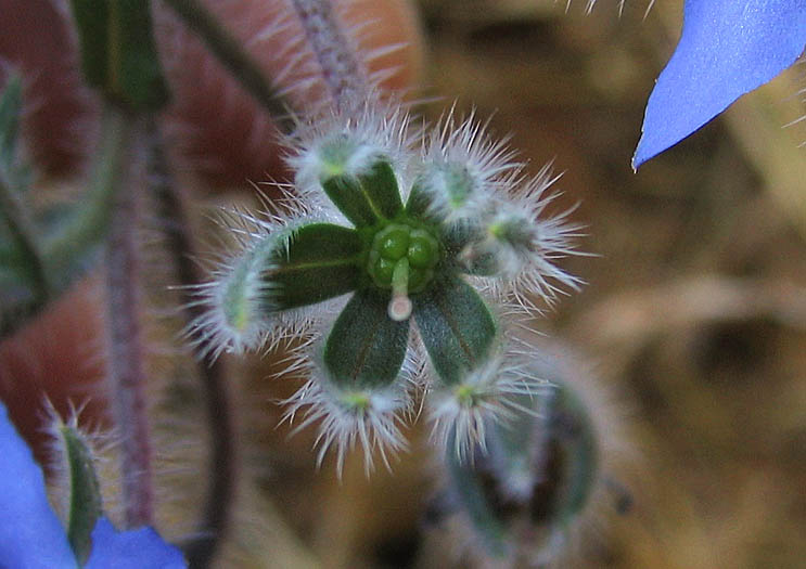 Detailed Picture 6 of Borago officinalis