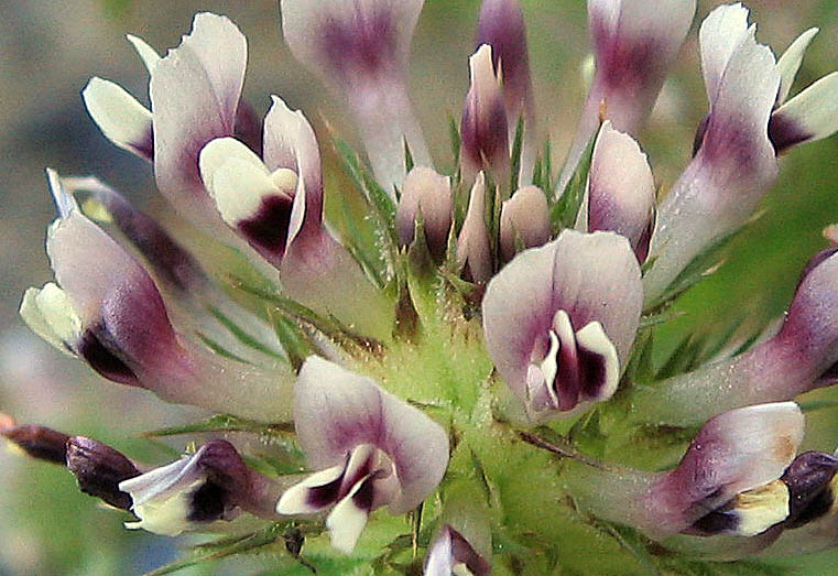 Detailed Picture 2 of Trifolium obtusiflorum