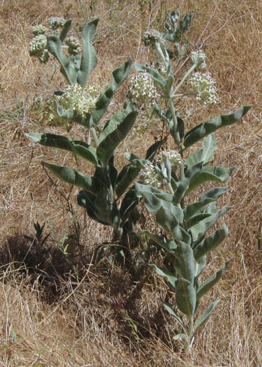 Detailed Picture 7 of Asclepias eriocarpa