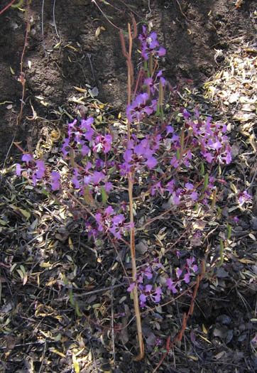 Detailed Picture 6 of Clarkia unguiculata