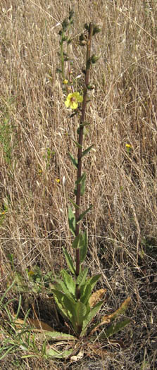 Detailed Picture 4 of Verbascum virgatum