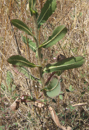 Detailed Picture 5 of Lactuca serriola