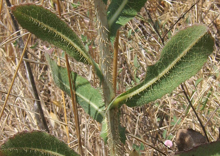 Detailed Picture 6 of Lactuca serriola