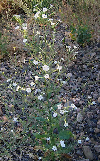 Detailed Picture 7 of Nicotiana acuminata var. multiflora