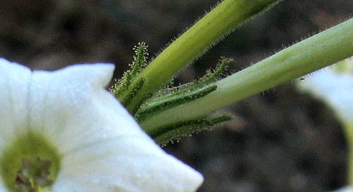Detailed Picture 4 of Nicotiana acuminata var. multiflora