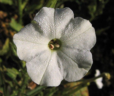 Detailed Picture 1 of Nicotiana acuminata var. multiflora