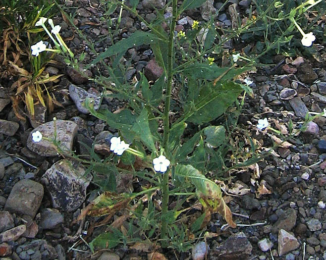 Detailed Picture 6 of Nicotiana acuminata var. multiflora
