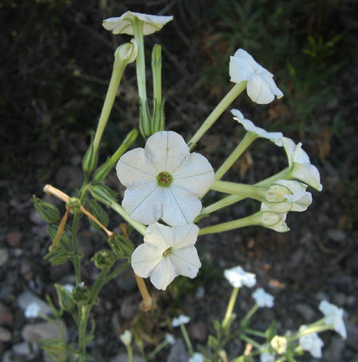 Detailed Picture 3 of Nicotiana acuminata var. multiflora
