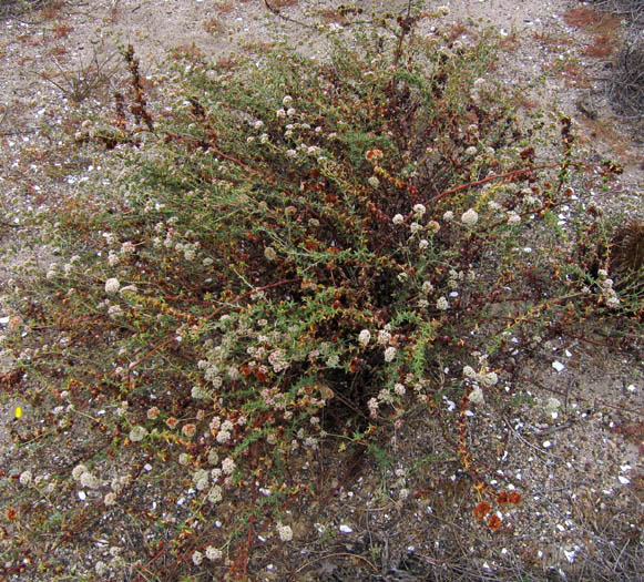 Detailed Picture 5 of Eriogonum parvifolium