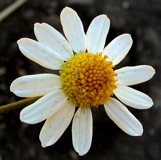 Detailed Picture 1 of Anthemis cotula