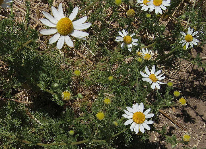 Detailed Picture 4 of Anthemis cotula