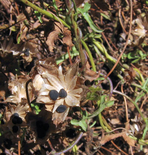 Detailed Picture 7 of Calystegia macrostegia ssp. cyclostegia