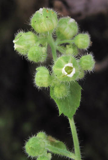 Detailed Picture 2 of Boykinia rotundifolia