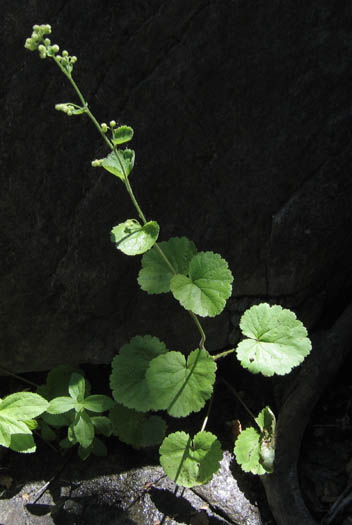 Detailed Picture 3 of Boykinia rotundifolia