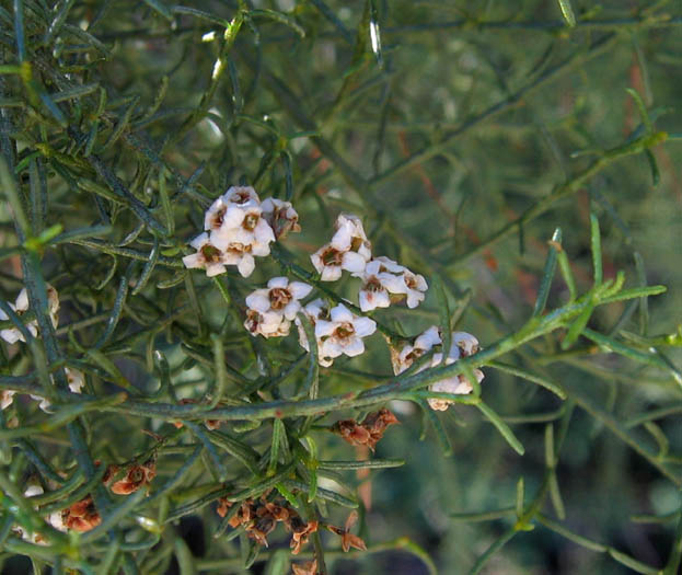 Detailed Picture 2 of Adenostoma sparsifolium