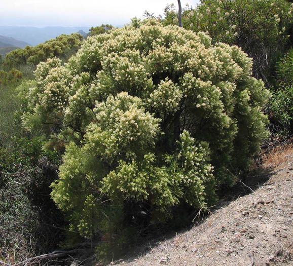 Detailed Picture 5 of Adenostoma sparsifolium