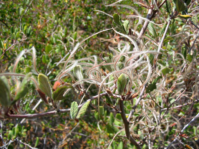 Detailed Picture 7 of Cercocarpus betuloides var. betuloides
