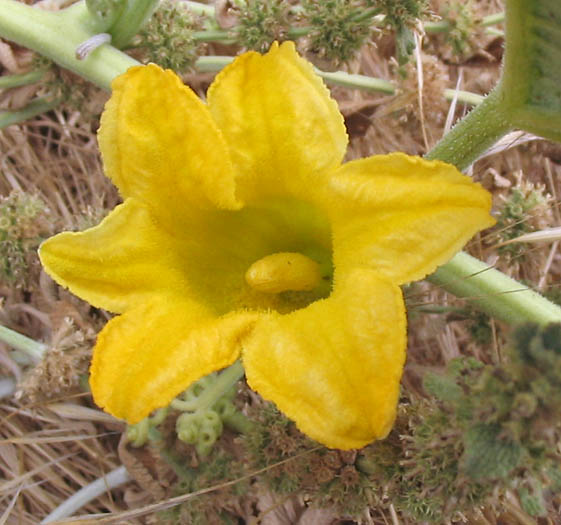 Detailed Picture 4 of Cucurbita foetidissima