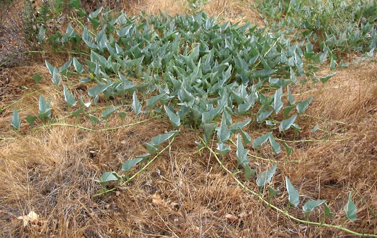 Detailed Picture 7 of Cucurbita foetidissima