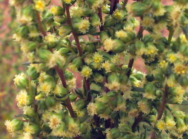 Detailed Picture 2 of Artemisia dracunculus