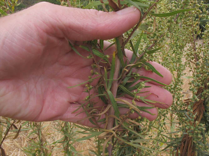 Detailed Picture 3 of Artemisia dracunculus