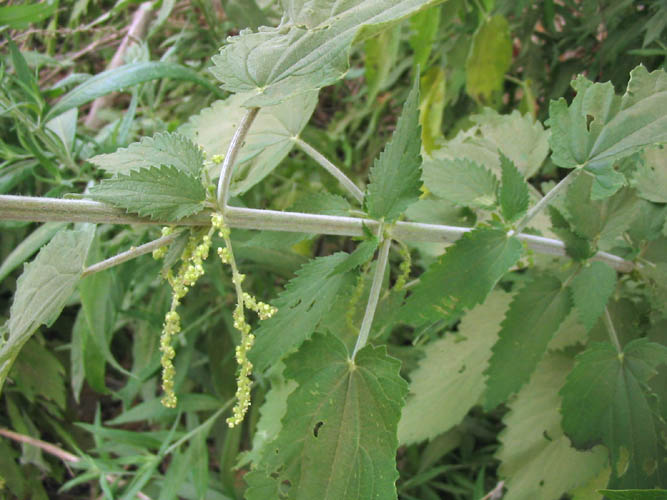 Detailed Picture 5 of Urtica dioica ssp. holosericea