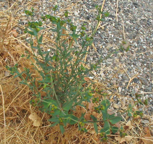 Detailed Picture 5 of Euphorbia terracina