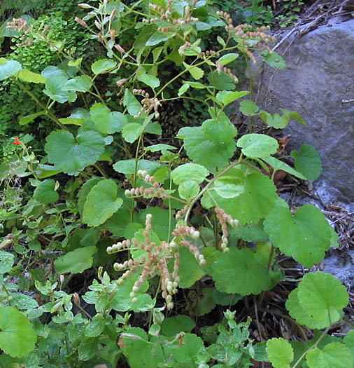 Detailed Picture 5 of Boykinia rotundifolia