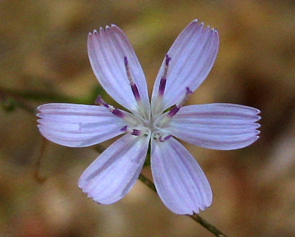 Detailed Picture 5 of Stephanomeria diegensis
