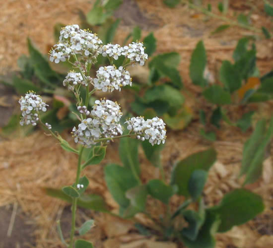 Detailed Picture 5 of Lepidium latifolium