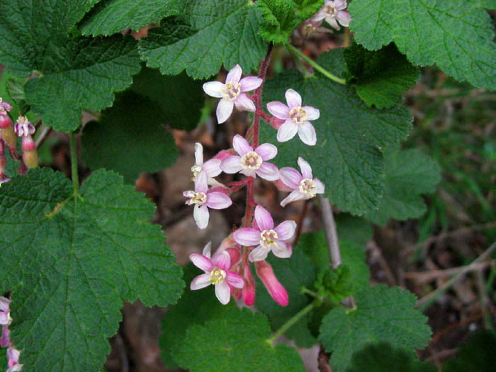Detailed Picture 2 of Ribes malvaceum
