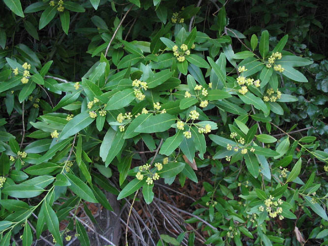 Detailed Picture 4 of Umbellularia californica