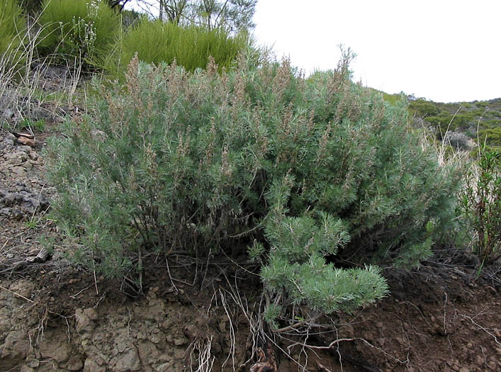 Detailed Picture 7 of Artemisia californica