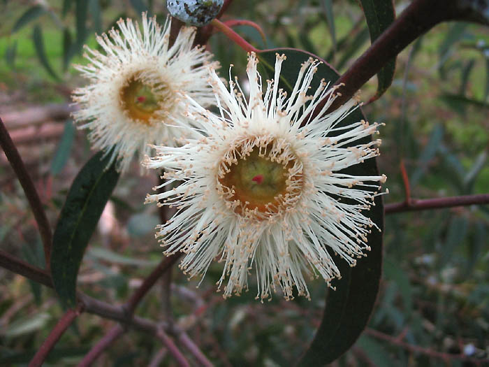Detailed Picture 1 of Eucalyptus globulus