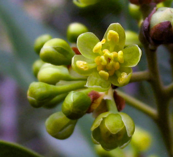 Detailed Picture 2 of Umbellularia californica