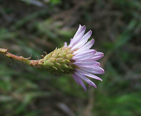Detailed Picture 9 of Corethrogyne filaginifolia