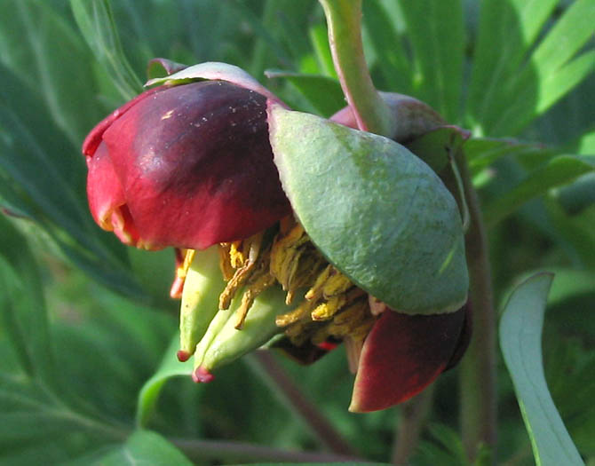 Detailed Picture 1 of Paeonia californica