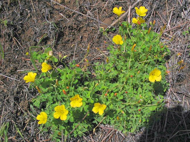 Detailed Picture 2 of Oxalis californica
