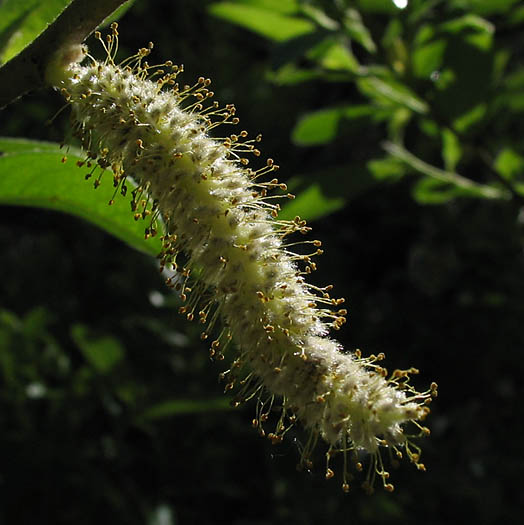 Detailed Picture 2 of Salix lasiolepis