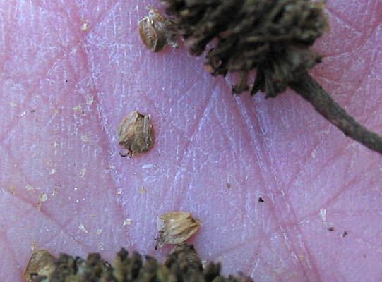 Detailed Picture 8 of Alnus rhombifolia