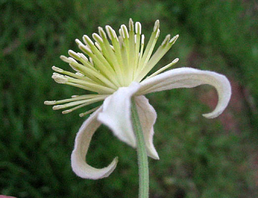 Detailed Picture 2 of Clematis lasiantha