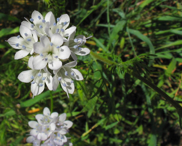 Detailed Picture 3 of Gilia capitata ssp. abrotanifolia
